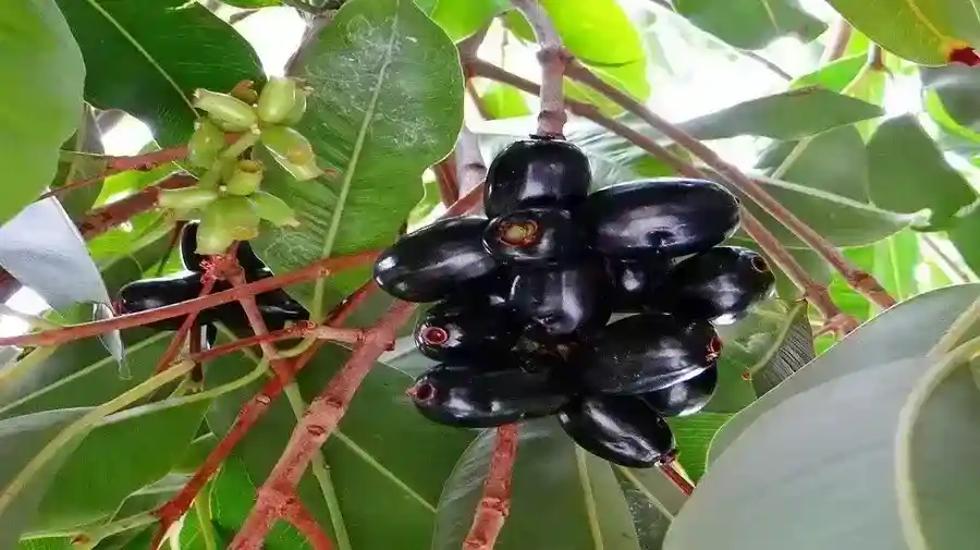 Read more about the article जामुन (jamun) – Blackberry | वर्षा ऋतु का 1 गुणकारी फल