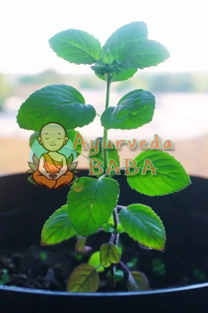 tulsi