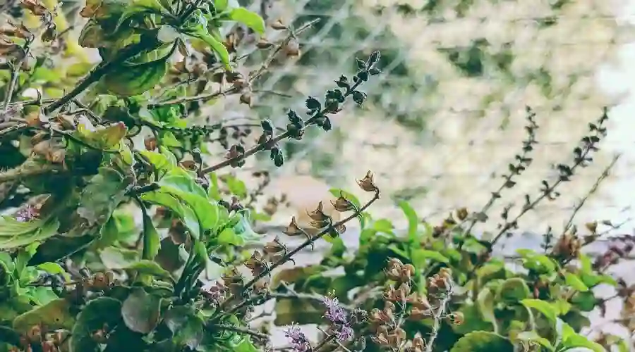 Read more about the article Tulsi In Hindi | तुलसी के 10 चमत्कारी प्रयोग