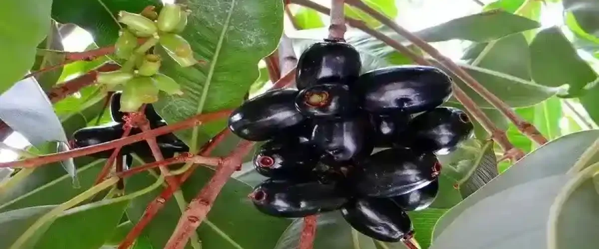 jamun