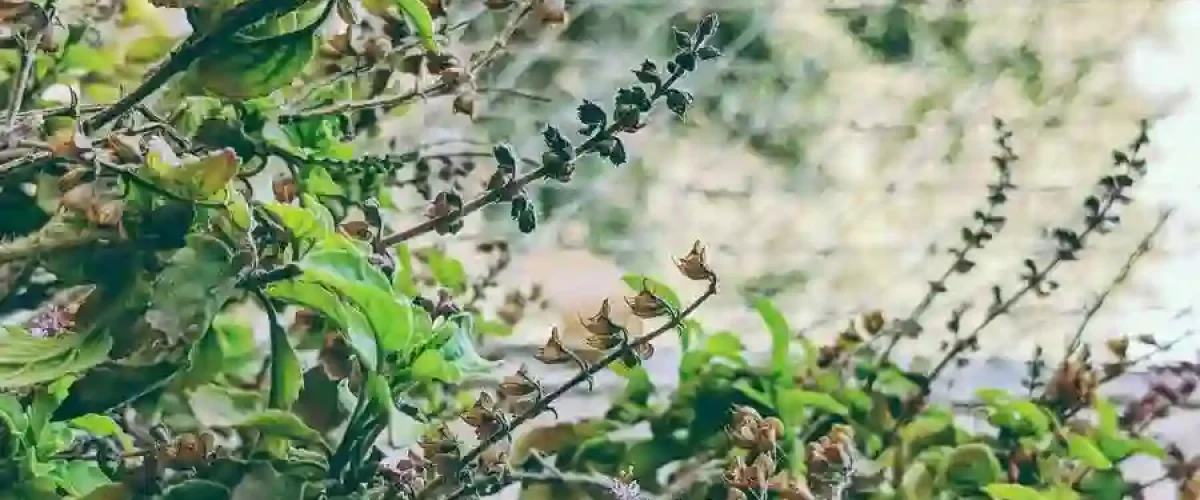 tulsi